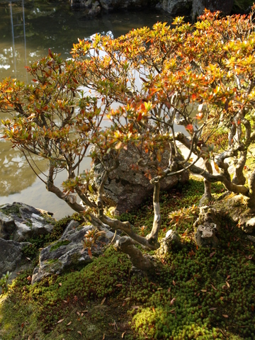 つれづれなるままに京都3　銀閣寺　5/6_f0163950_13325321.jpg