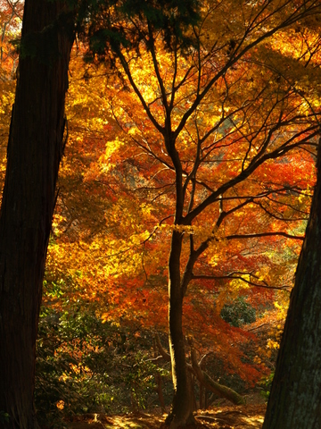 つれづれなるままに京都3　東福寺　1/6_f0163950_1447192.jpg