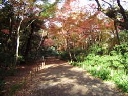 白金自然植物園_c0167560_210398.jpg