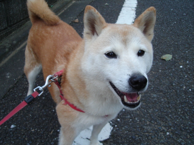 ひさびさ犬猫シリーズ!!!_e0003660_2355480.jpg