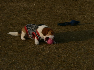 f0065568_9483931.jpg