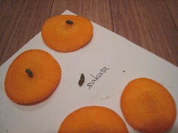 ご当選おめでとうございます!_a0107193_22243234.jpg