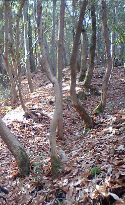 c0009302_20282575.jpg