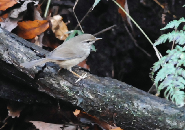 自然公園のウグイス＆カケス_f0196803_17512745.jpg