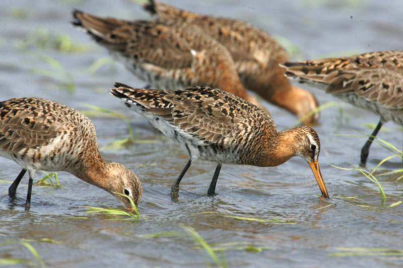 オグロシギ Limosa limosa の夏羽への換羽_f0161823_1316425.jpg