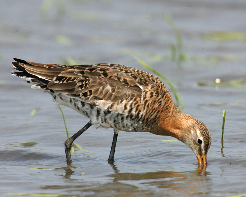 オグロシギ Limosa limosa の夏羽への換羽_f0161823_13172144.jpg