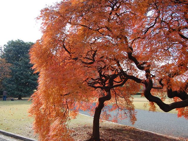 手向山紅葉 タムケヤマモミジ 花の仲間調べ