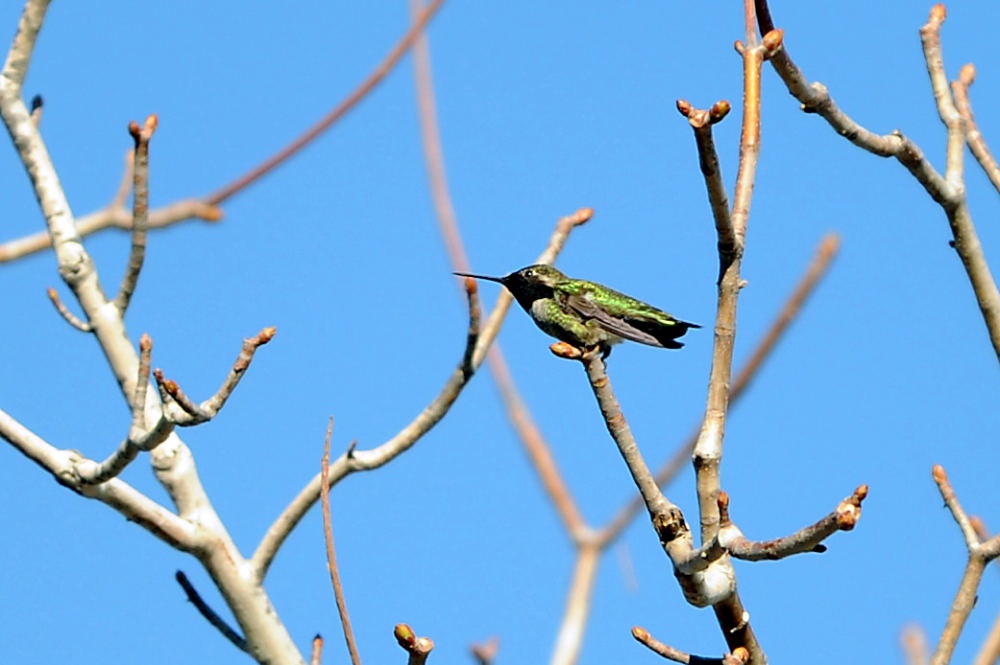 Birds of California_b0096536_7484528.jpg