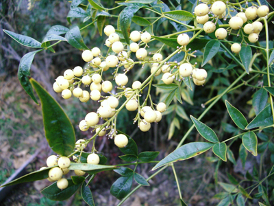 e0110940_23311521.jpg