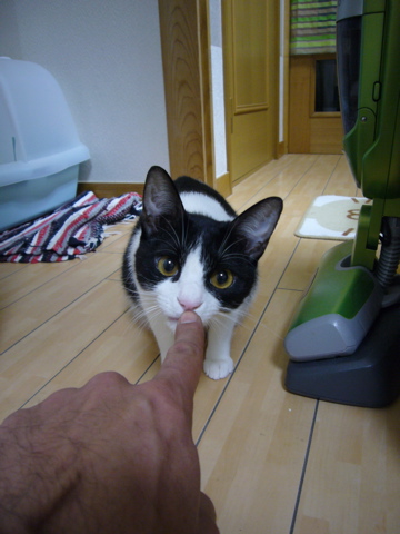 蔘鶏湯(サムゲタン)の会_e0058443_2243160.jpg