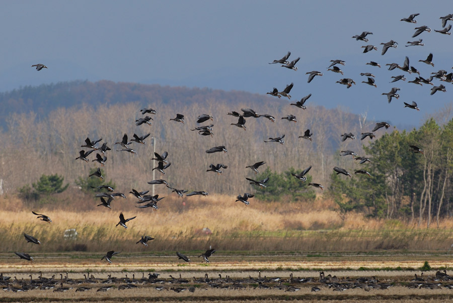 落雁 鳥 撮り トリミング 落雁 鳥 撮り トリミング