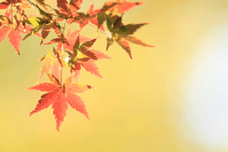 b0046050_1856144.gif
