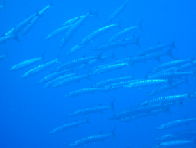 Dive ColorSご一行様_d0113459_1457282.jpg