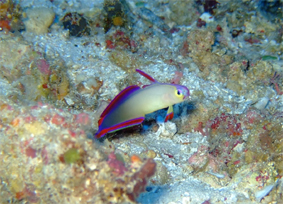 Dive ColorSご一行様_d0113459_1574369.jpg