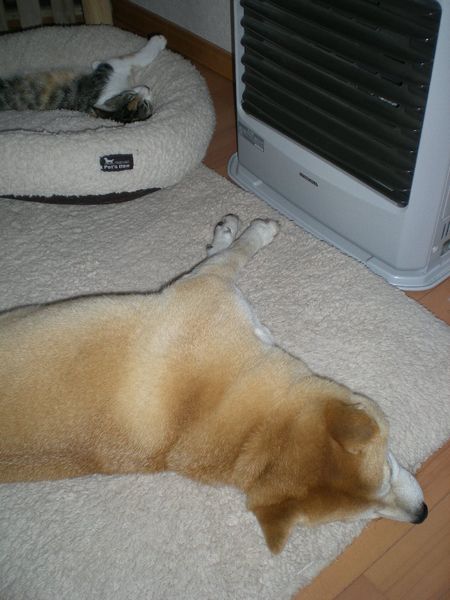 2008年12月15日(月)晴れた日の興津の海!_f0060461_1613942.jpg