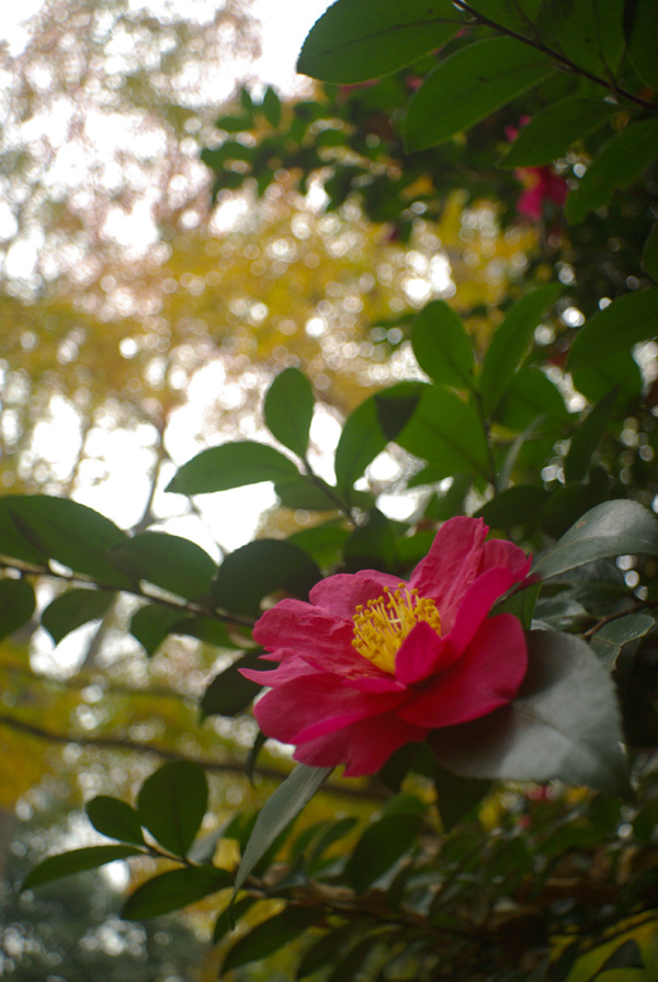 タクマー20mm F4.5 : Lingon's Hut