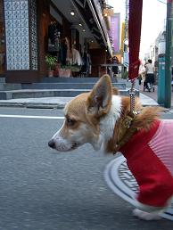 自由が丘でペットとランチ！Vo.３_c0126703_15411947.jpg