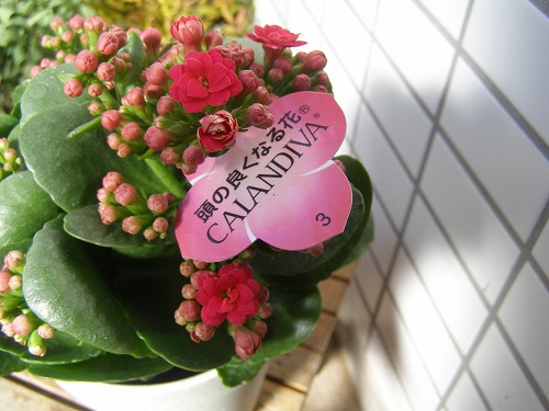 頭の良くなる花 花ありて 日々 頭の良くなる花 花ありて 日々