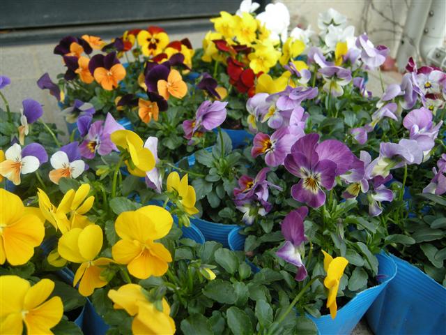 c0039428_17115740.jpg