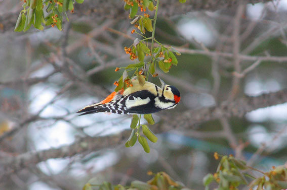 １２月の野鳥：１２月１６日“エゾアカゲラ”_d0069235_2334620.jpg