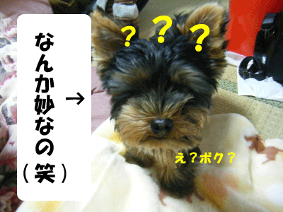 犬猫４コマ　～獅子丸、初見参！～_f0008935_151591.gif