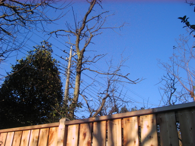 e0167453_86156.jpg