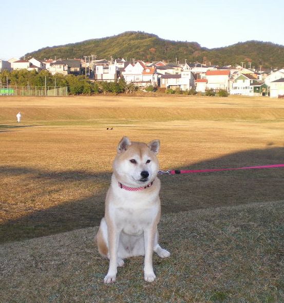 2008年12月16日(火)心ちゃんの一日!_f0060461_20394092.jpg