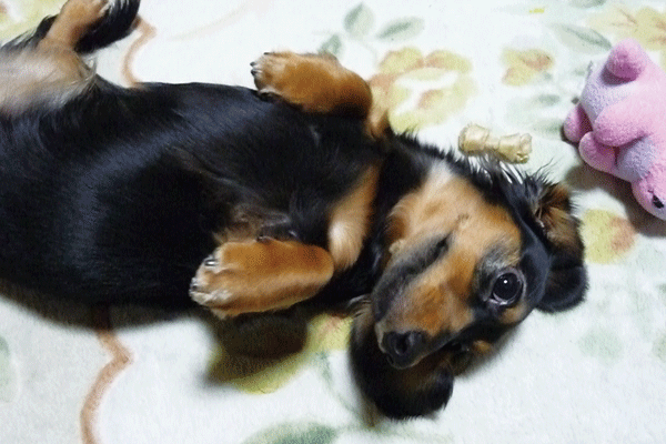 e0165472_0482516.gif