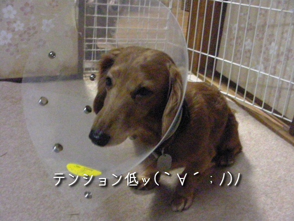 犬生初_a0076980_19192769.jpg