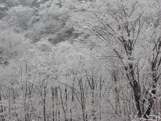 雪の日光。幻想的な美しさ。。。_c0169287_1414991.jpg