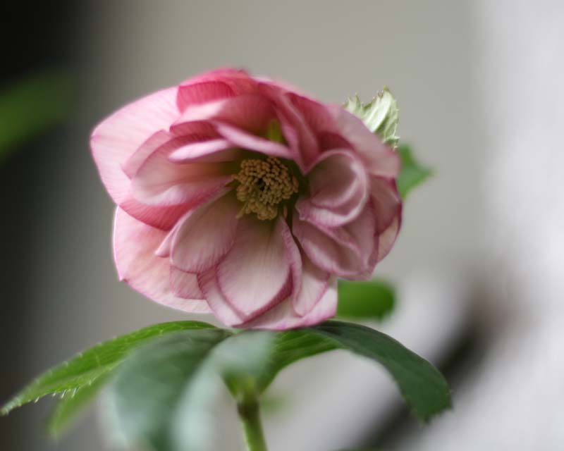 e0129991_1714625.jpg