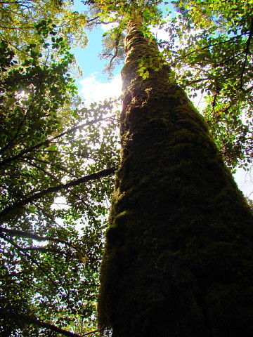 ＮＺ・・・世界一美しい散歩道_b0066502_20111736.jpg