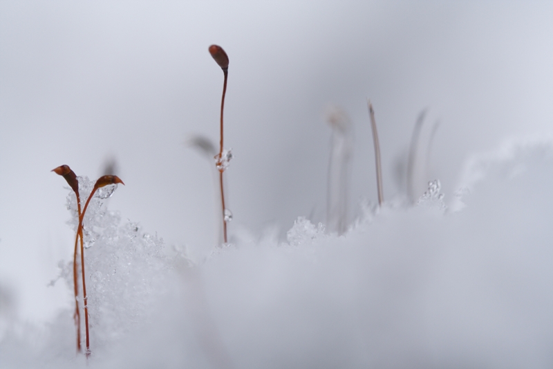 みんな、もらった？雪のプレゼント_f0091207_21123532.jpg