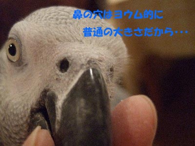 手抜きな朝は鳥たちとゆっくり・・・_c0133013_1511452.jpg