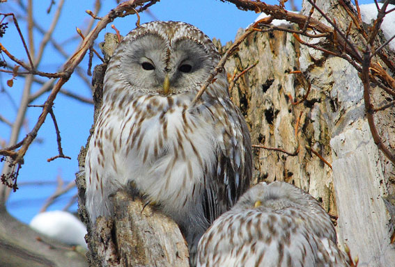 １２月の野鳥：１２月１６日“エゾアカゲラ”_d0069235_52925.jpg