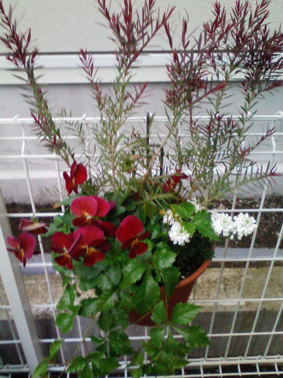 e0063653_1058163.jpg