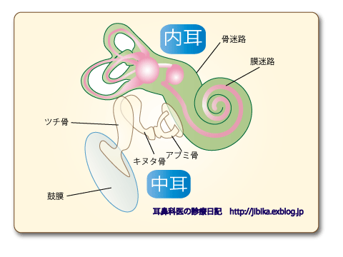 耳鼻科医のお絵かき〜内耳の仕組み・その１〜_e0084756_0151419.gif