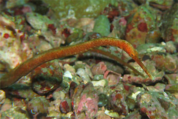 2008/12/16 Tue._e0158261_8242051.jpg