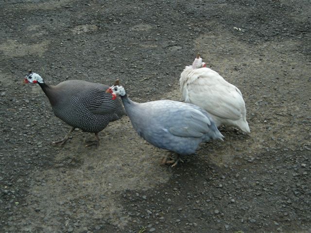 パロベルデ国立公園と、またまた泥温泉_d0115266_1651718.jpg