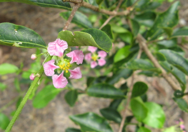 ブラジル紹介：熱帯フルーツ・アセロラ_f0096068_9353741.jpg