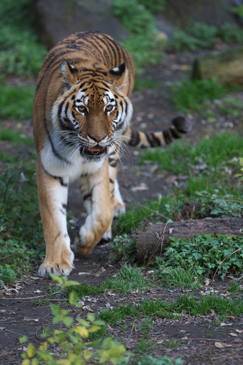 天王寺動物園628_e0060169_637505.jpg