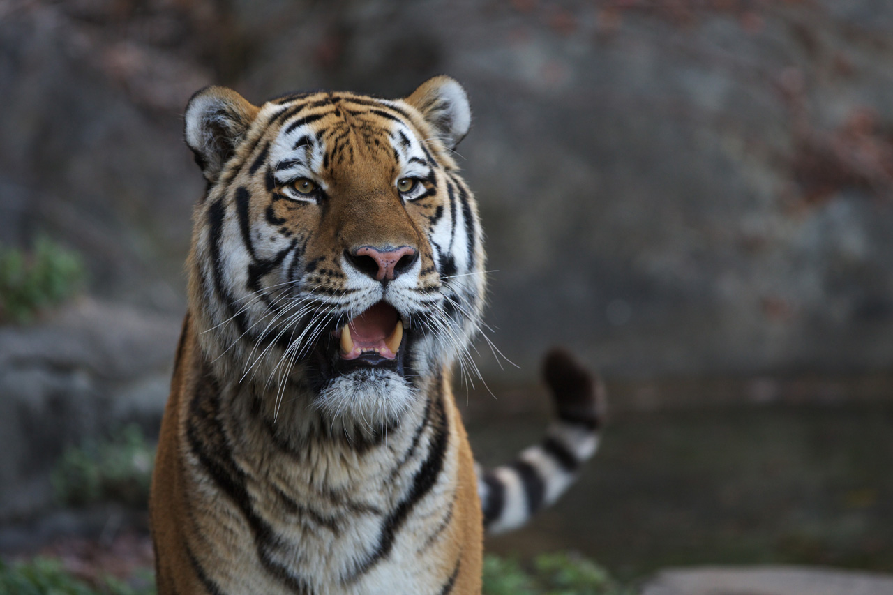 天王寺動物園628_e0060169_637592.jpg