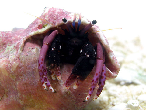 ヘイグサンゴヤドカリ_a0017072_1414026.jpg