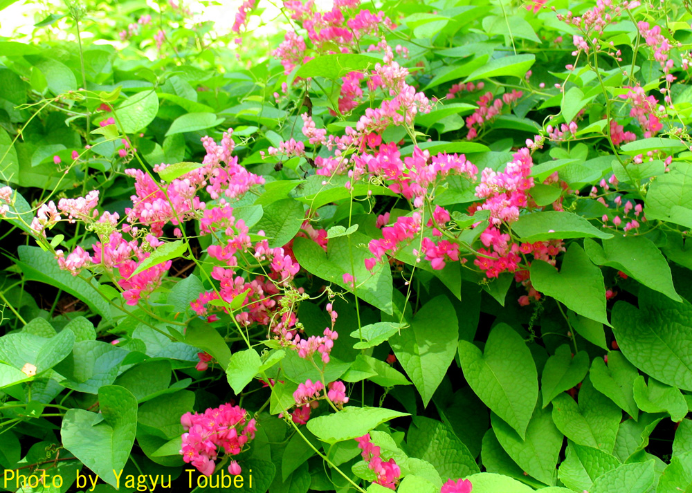 山芋のようなつるに咲く花 とことん写真