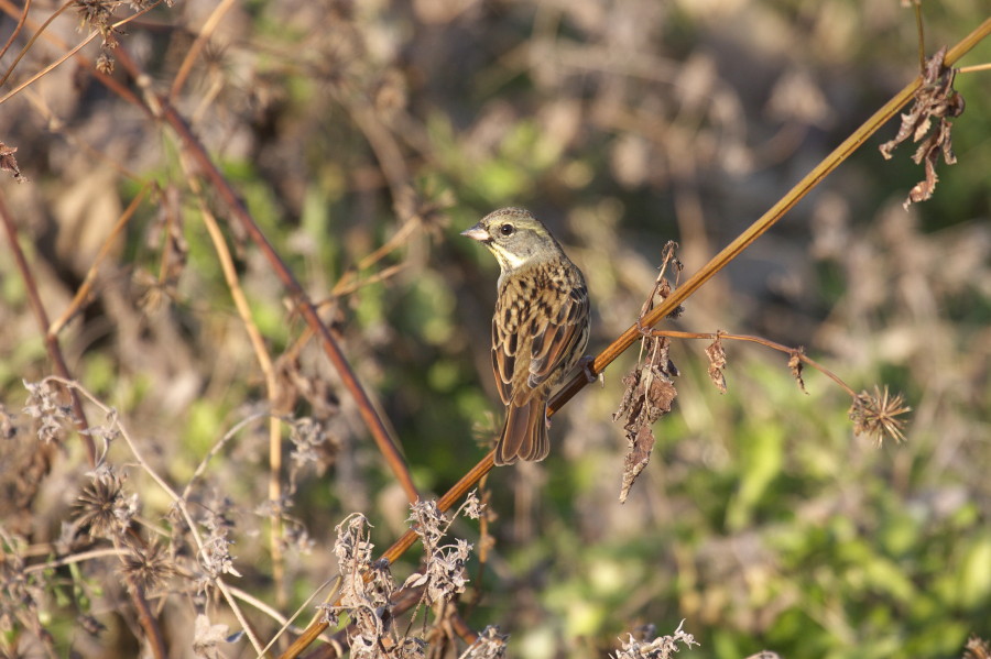 青い鳥_b0044477_04864.jpg