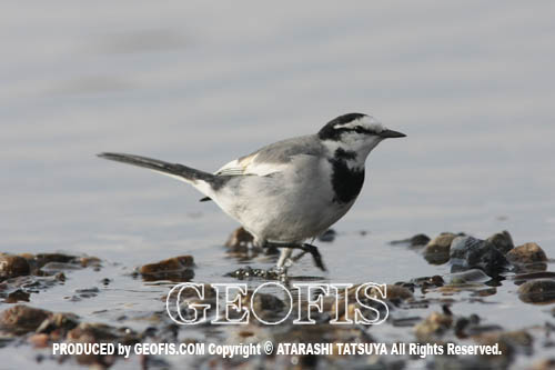 越辺川・水辺の野鳥たち・コハクチョウを中心に_b0007284_0435349.jpg