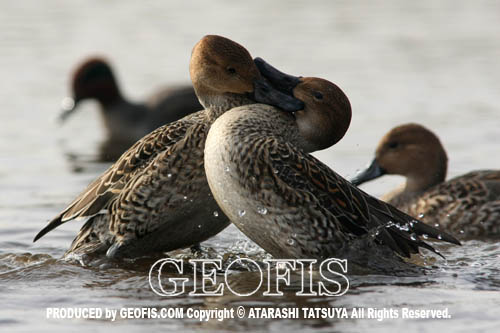 越辺川・水辺の野鳥たち・コハクチョウを中心に_b0007284_0442031.jpg