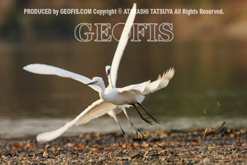 越辺川・水辺の野鳥たち・コハクチョウを中心に_b0007284_933457.jpg