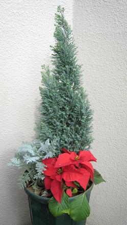 クリスマス寄せ植え_e0048688_22204088.jpg