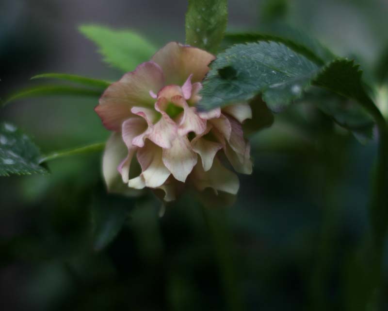 e0129991_174723.jpg